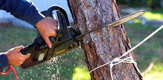 Best Storm Damage Tree Cleanup  in Lwa, CA