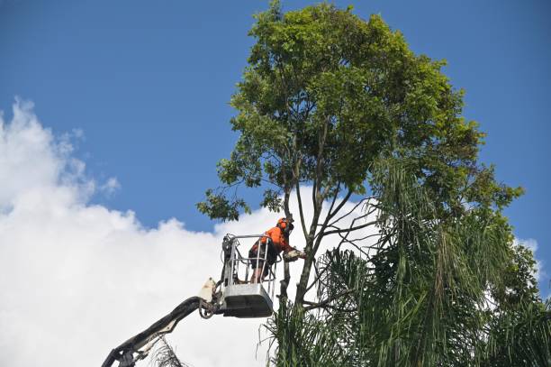 Best Tree Mulching  in Lwa, CA